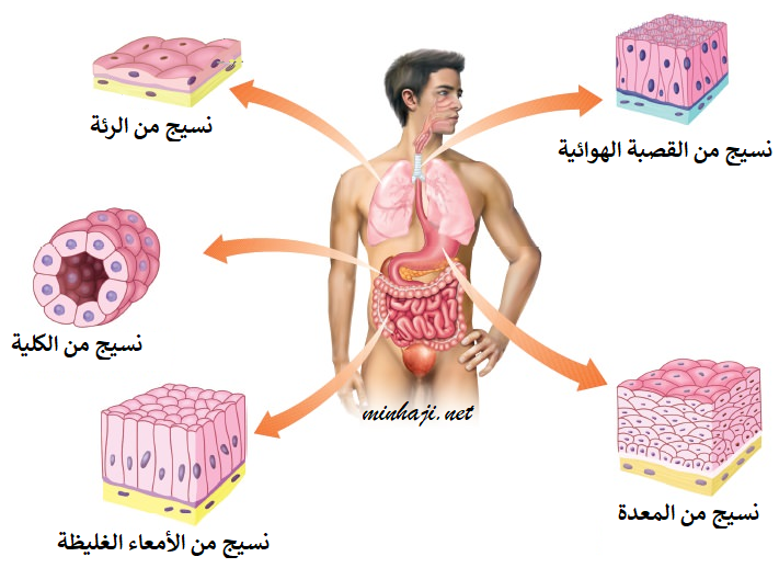 الأنسجة في جسم الإنسان